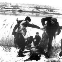 I Partigiani scaricano le pecore che hanno ucciso sull'altra riva del fiume Reno. Gennaio 1945